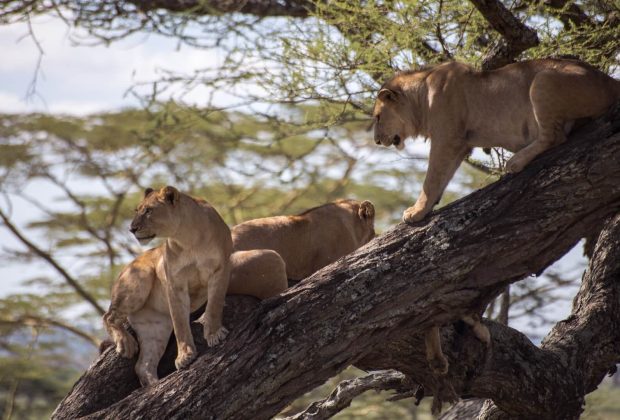 manyara