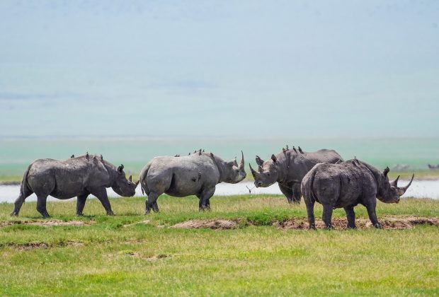 ngorongoro crater