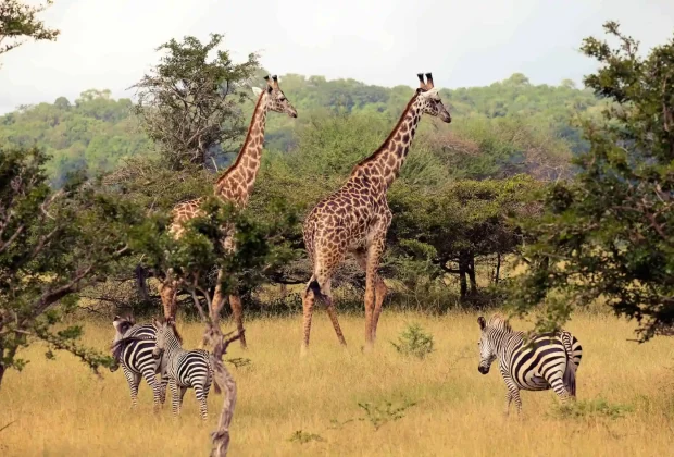 nyerere national park